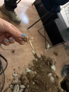 Vertèbre animale exhumée lors d'une reconnaissance de fondation à Marseille – découverte inattendue sur chantier géotechnique